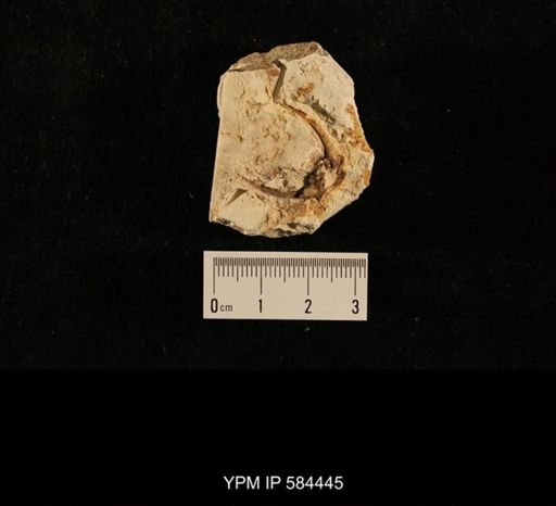 Ceraurus sp.