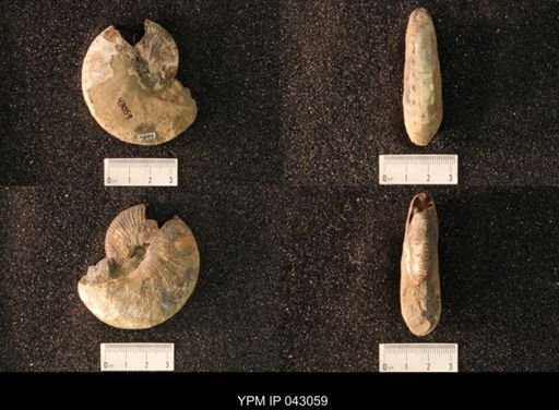 Hoploscaphites nicolletii