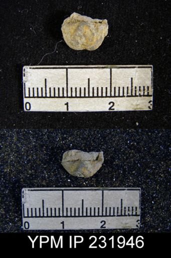 Chonetina flemingi