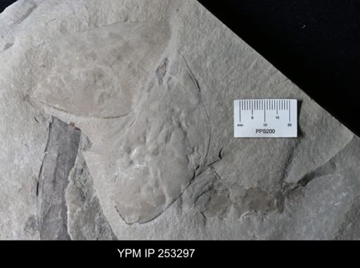 undet. Phyllocarida