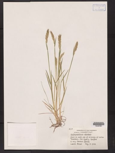Anthoxanthum odoratum