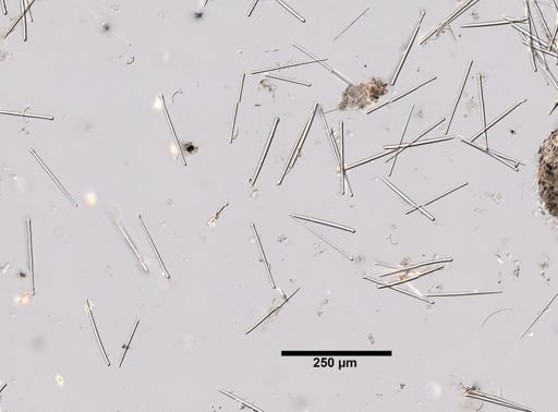 Lissodendoryx isodictyalis