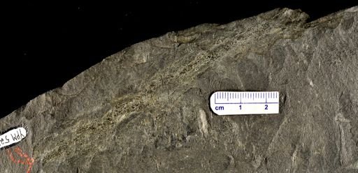Drepanophycus sp.