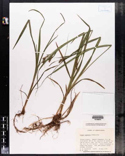 Carex scabrata