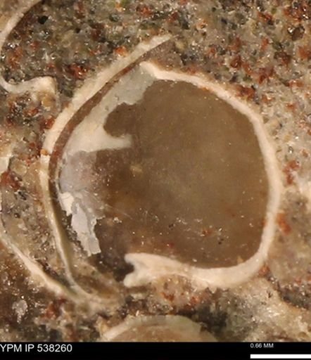 Corbulamella gregaria