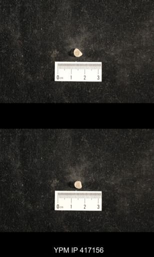 Euphemites carbonarius