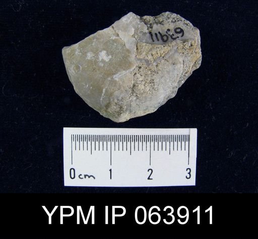 Strophonella roemeri