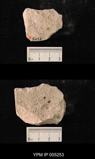 Paraprisca fragilis