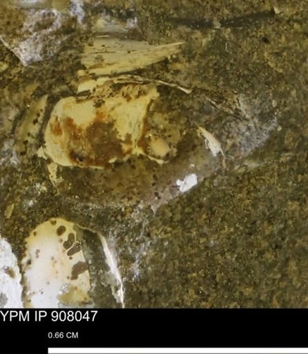 undet. Bivalvia