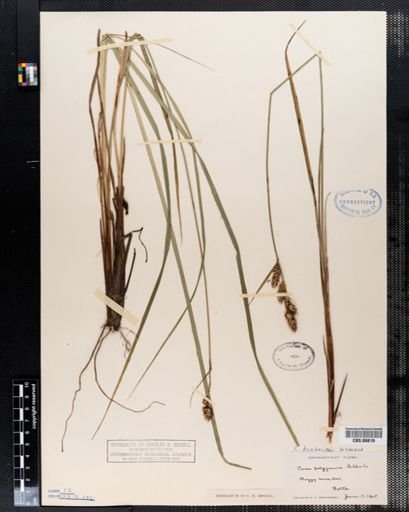 Carex polygama