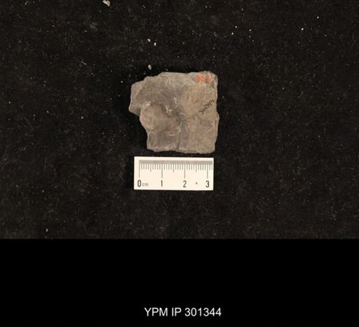 Bellerophon sp.