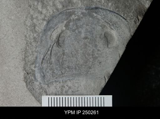 Eurypterus