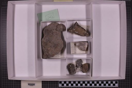 mixed taxa, stratigraphic collection
