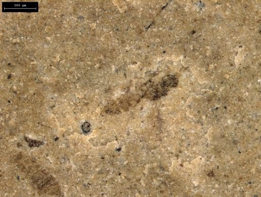 taxon undetermined