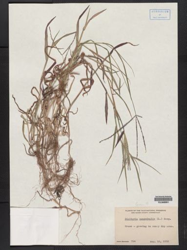 Digitaria sanguinalis