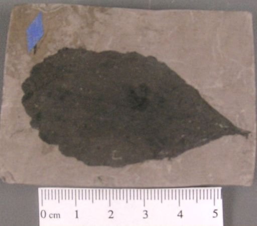 Celastrophyllum crenatum