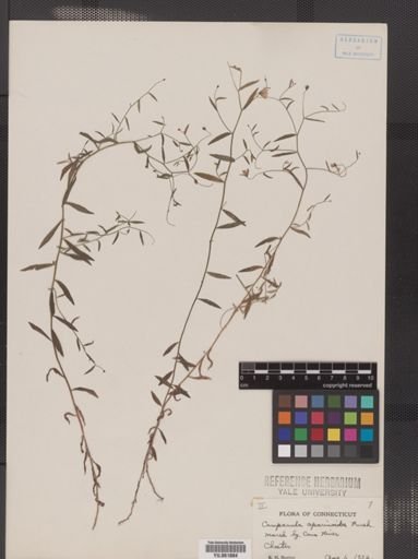 Campanula aparinoides