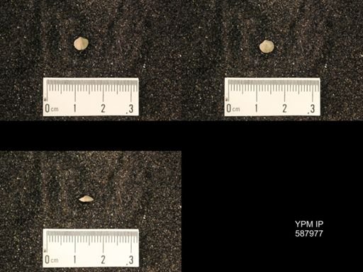 Zygospira modesta