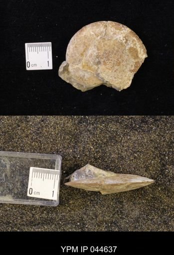 Sphenodiscus lenticularis