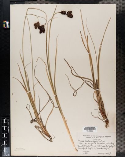 Carex