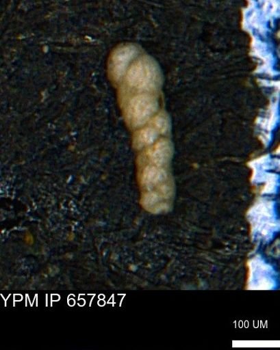 Verneuilinoides kansasensis