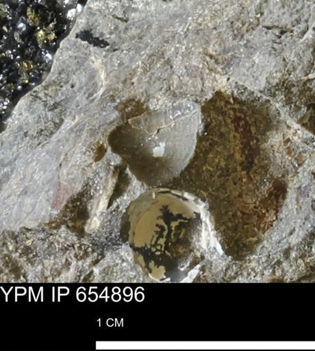 Protocardia