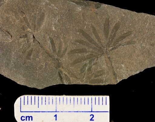Asterophyllites latifolia