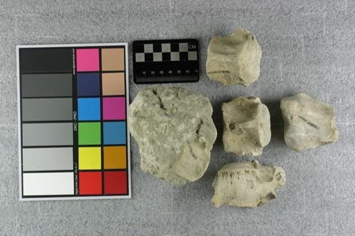Subhyracodon sp.