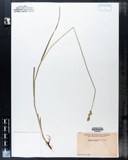 Carex alata