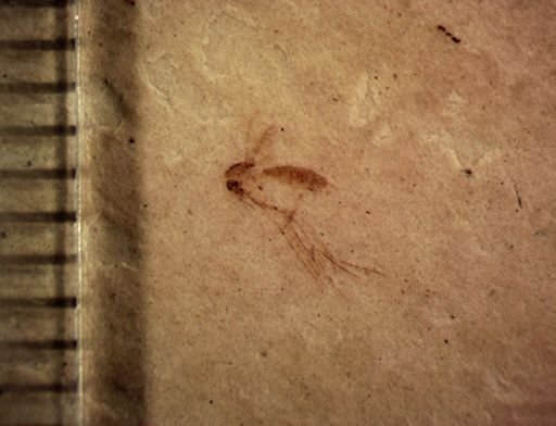 undet. Mycetophilidae