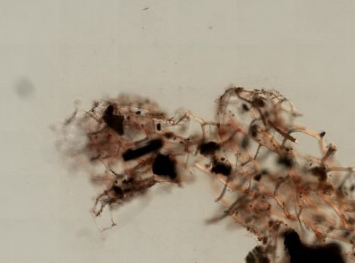 Hippospongia lachne