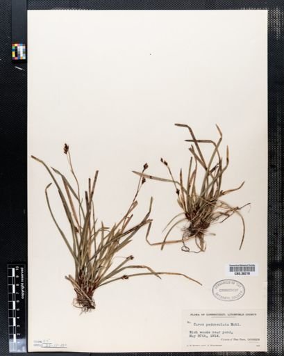 Carex pedunculata