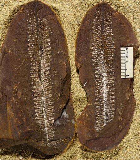 Pecopteris