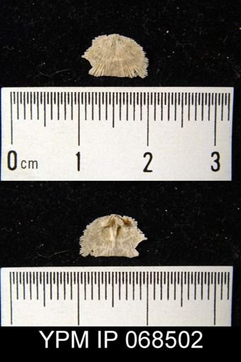 Onniella quadrata