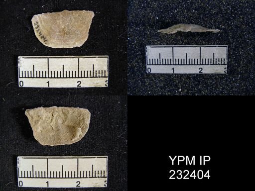 Chonetes granulifer
