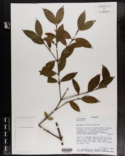 Plantae