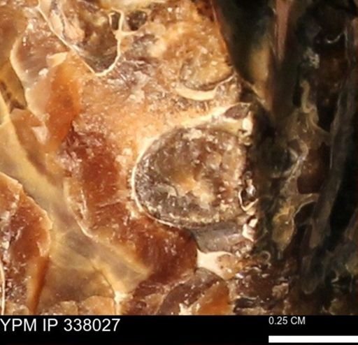 undet. Ammonoidea