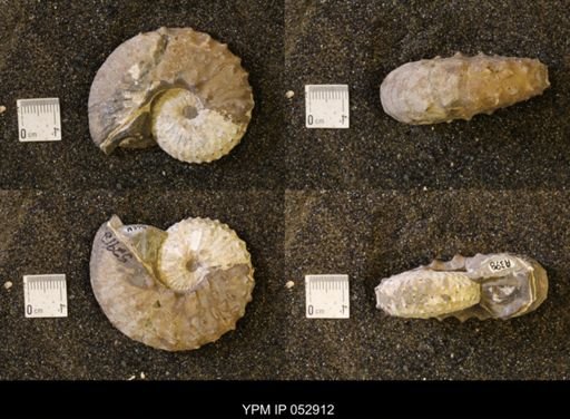 Discoscaphites gulosus