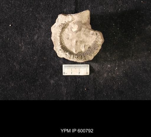 Receptaculites sp.