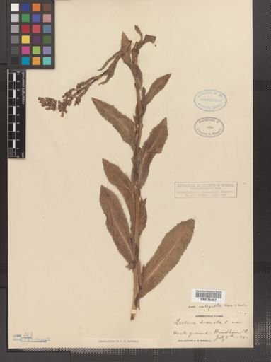 Lactuca scariola