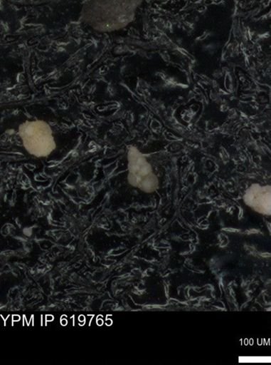 undet. Heterohelicidae