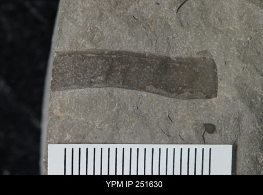 undet. Eurypterida
