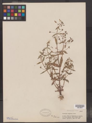 Gratiola neglecta