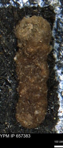 Ammobaculites euides