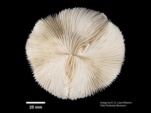 Fungia fungites