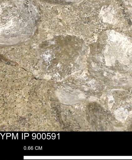 Anomia gryphorhyncha