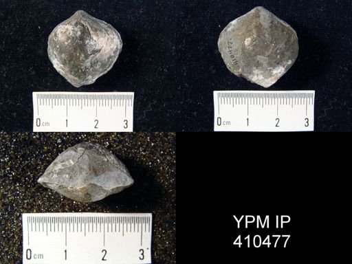 Athyris spiriferoides
