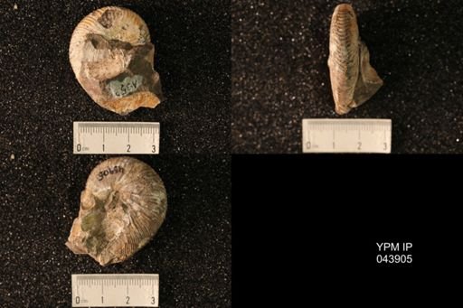 Hoploscaphites nicolletii