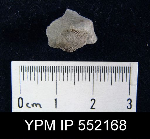 Crania pulchella