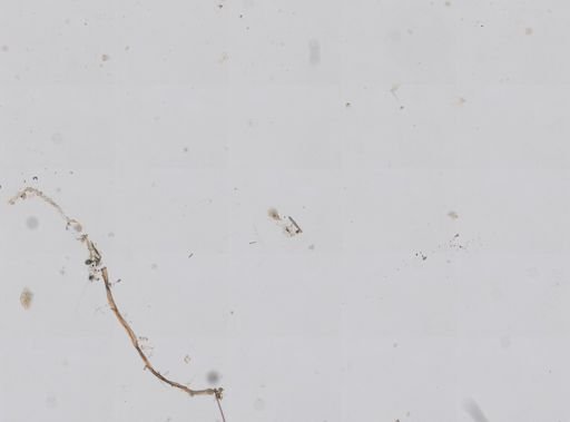 Hyrtios caracasensis